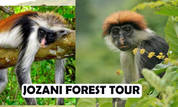 JOZANI FOREST WITH RED COLOBUS