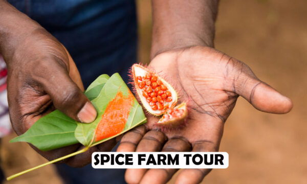 SPICE FARM,STONE TOWN​ AND PRISON ISLAND