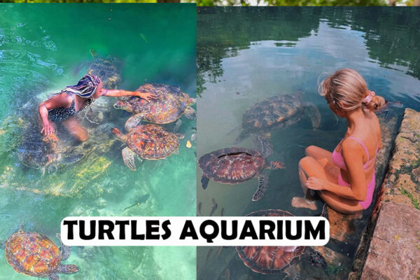 TURTLES AQUARIUM